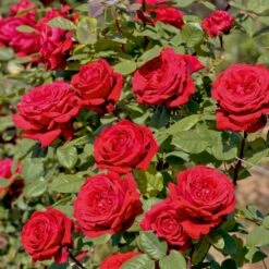 Rosier Grimpant BOTERO ® Meiafonesar