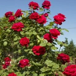 Rosier Grimpant BOTERO ® Meiafonesar -Garden Supplies Sales Shop 1259 2922b rosier gpt botero meiafonesar mi hd t1000