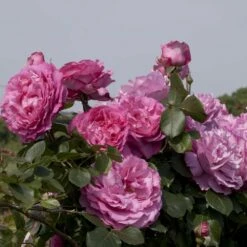 Rosier Grimpant YVES PIAGET ® Keitsupiatsu -Garden Supplies Sales Shop 1264 2986b rosier grimpant yves piaget keitsupiatsu mi t1000