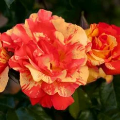 Rosier Grimpant SORBET FRUITE ® Meihestries