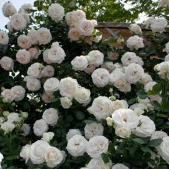 Rosier Grimpant PALAIS ROYAL ® Meiviowit 9 Rosier Grimpant PALAIS ROYAL ® Meiviowit -Garden Supplies Sales Shop 1276 2918 rosier grimpant palais royal meiviowit hd mi t1000