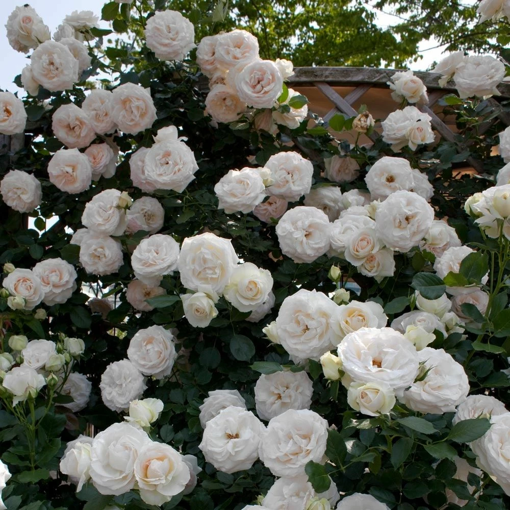 Rosier Grimpant PALAIS ROYAL ® Meiviowit 4 Rosier Grimpant PALAIS ROYAL ® Meiviowit - Image 2