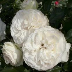 Rosier Grimpant PALAIS ROYAL ® Meiviowit 13 Rosier Grimpant PALAIS ROYAL ® Meiviowit -Garden Supplies Sales Shop 1276 2918b rosier grimpant palais royal meiviowit hd mi t1000