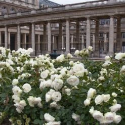 Rosier Grimpant PALAIS ROYAL ® Meiviowit 10 Rosier Grimpant PALAIS ROYAL ® Meiviowit -Garden Supplies Sales Shop 1276 2918c rosier grimpant palais royal meiviowit hd mi t1000