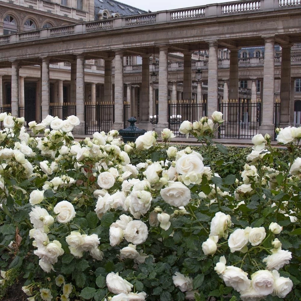 Rosier Grimpant PALAIS ROYAL ® Meiviowit 5 Rosier Grimpant PALAIS ROYAL ® Meiviowit - Image 3