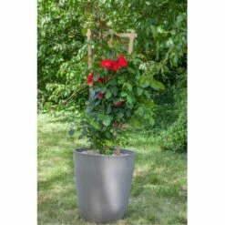 Rosier Grimpant NEGRESCO ® Meigrappo -Garden Supplies Sales Shop 1283 2982b rosier grimpant negresco meigrappo pot rond perou mi t1000