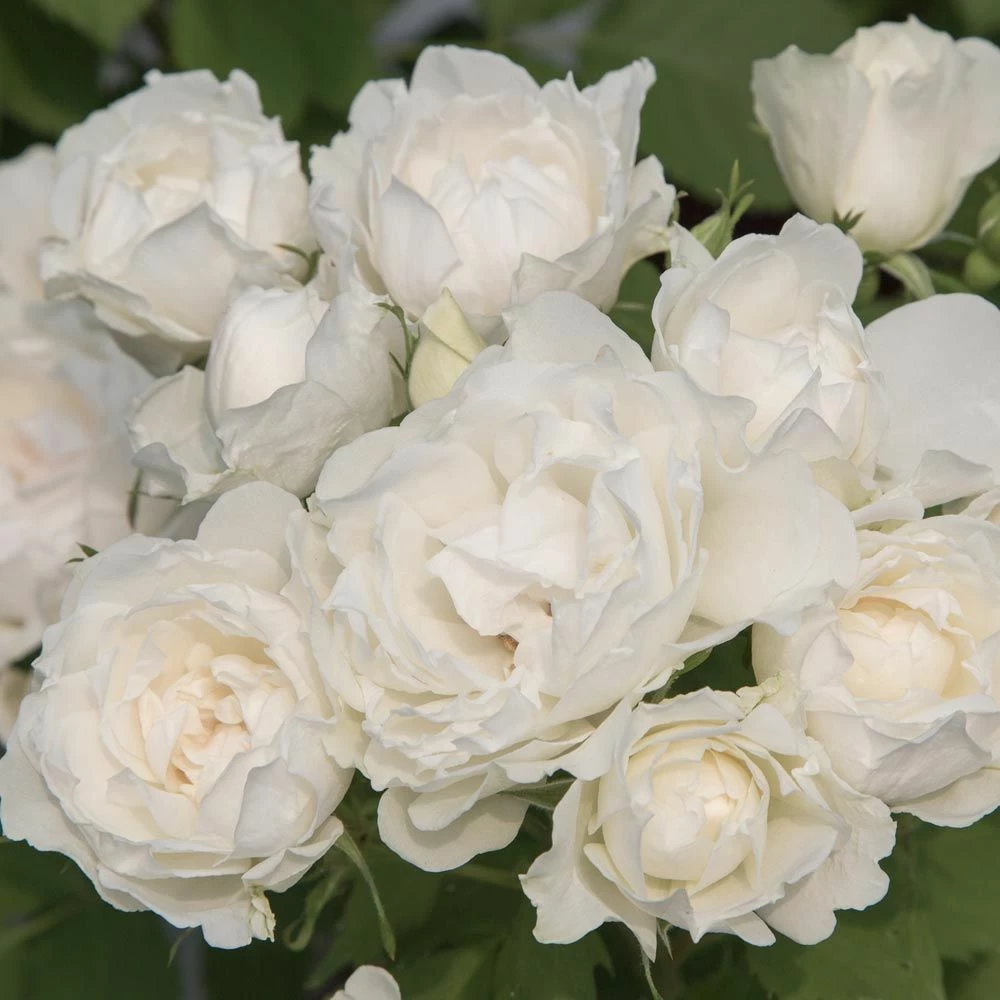 Rosier Crème CHANTILLY ® Meiradena 4 Rosier Crème CHANTILLY ® Meiradena - Image 2