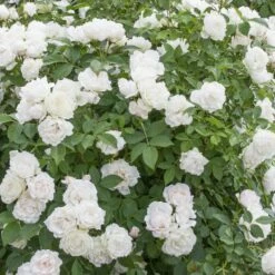 Rosier Crème CHANTILLY ® Meiradena 15 Rosier Crème CHANTILLY ® Meiradena -Garden Supplies Sales Shop 1303 rosier creme chantilly 3421 taille1000 mi