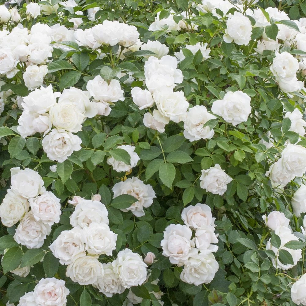 Rosier Crème CHANTILLY ® Meiradena 9 Rosier Crème CHANTILLY ® Meiradena - Image 7