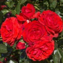 Rosier Demi-tige Scarlet BONICA ® Meiscarlebo