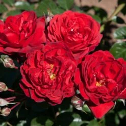 Rosier Demi-tige Scarlet BONICA ® Meiscarlebo 8 Rosier Demi-tige Scarlet BONICA ® Meiscarlebo -Garden Supplies Sales Shop 1305 rosier scarlet bonica meiscarlebo mi t1000 1