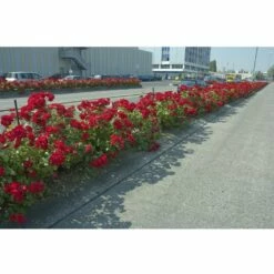 Rosier LA SEVILLANA ® Meigekanu -Garden Supplies Sales Shop 1310 2972d rosier la sevillana meigekanu t1000