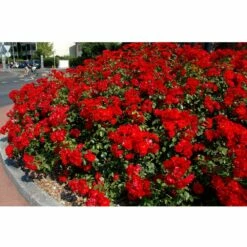 Rosier LA SEVILLANA ® Meigekanu -Garden Supplies Sales Shop 1310 2972e rosier la sevillana meigekanu t1000