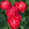 Rosier Demi-tige Cherry BONICA ® Meipeporia 2 Rosier Demi-tige Cherry BONICA ® Meipeporia -Garden Supplies Sales Shop 1313 2943 2754 3979 rosier cherry bonica meipeporia mi t1000