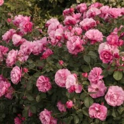 Rosier Deborah MEILLANDECOR ® Meinoiral -Garden Supplies Sales Shop 1320 rosier deborah meillandecor meinoiral t1000