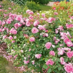 Rosier Deborah MEILLANDECOR ® Meinoiral