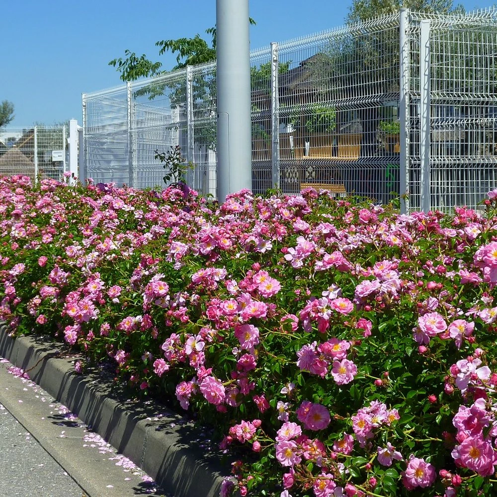 Rosier Magic MEILLANDECOR ® Meibonrib 4 Rosier Magic MEILLANDECOR ® Meibonrib - Image 2