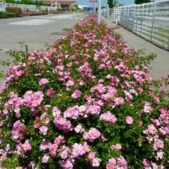 Rosier Magic MEILLANDECOR ® Meibonrib 9 Rosier Magic MEILLANDECOR ® Meibonrib -Garden Supplies Sales Shop 1328 a rosier magic meillandecor meibonrib mi t1000