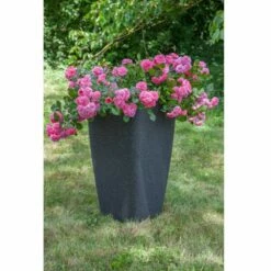 Rosier LES QUATRE SAISONS ® Meifafio -Garden Supplies Sales Shop 1335 a rosier les quatre saisons meifafio t1000