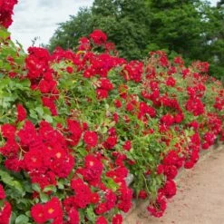 Rosier HELLO ® Meikinba -Garden Supplies Sales Shop 1357 rosier hello meikinba mi t1000