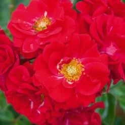 Rosier HELLO ® Meikinba -Garden Supplies Sales Shop 1357a rosier hello meikinba mi t1000