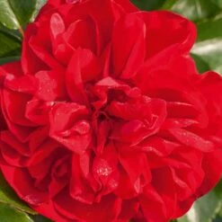 Rosier PRODIGE ECARLATE ® Meicoloss -Garden Supplies Sales Shop 1358 a rosier prodige ecarlate meicoloss t1000