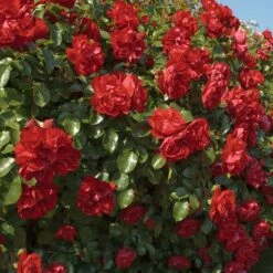 Rosier PRODIGE ECARLATE ® Meicoloss -Garden Supplies Sales Shop 1358 d rosier prodige ecarlate meicoloss t1000