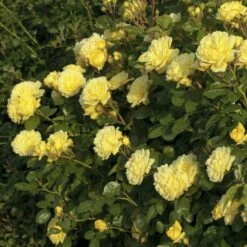 Rosier ANNY DUPEREY ® Meitongas 10 Rosier ANNY DUPEREY ® Meitongas -Garden Supplies Sales Shop 1361 rosier anny duperey meitongas mi t1000 1