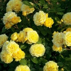 Collection Haie De Rosiers 13 Collection Haie De Rosiers -Garden Supplies Sales Shop 1361a rosier anny duperey meitongas mi t1000 1 1