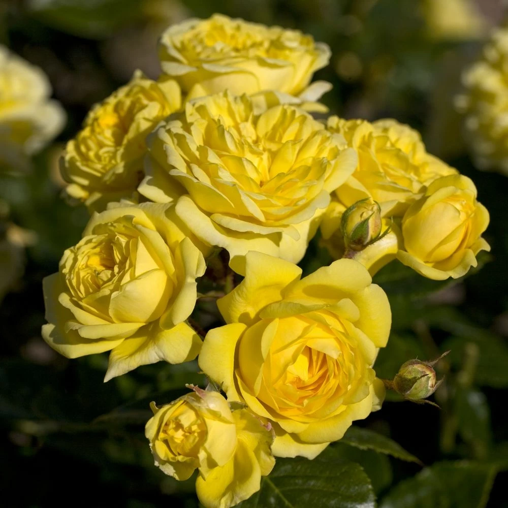 Rosier ANNY DUPEREY ® Meitongas 4 Rosier ANNY DUPEREY ® Meitongas - Image 2