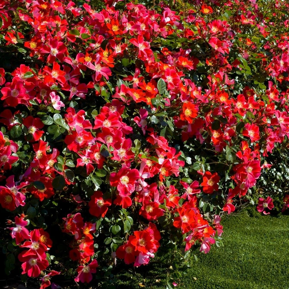 Rosier CANDIA ® MEILLANDECOR ® Meiboulka 3 Rosier CANDIA ® MEILLANDECOR ® Meiboulka