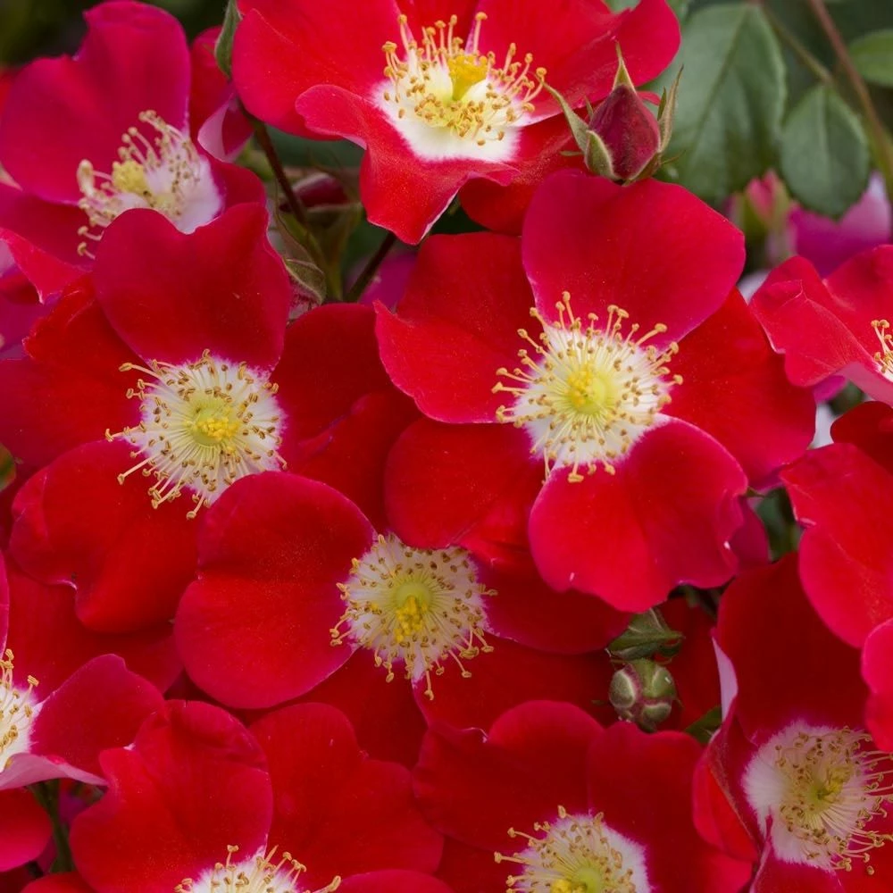 Rosier CANDIA ® MEILLANDECOR ® Meiboulka 4 Rosier CANDIA ® MEILLANDECOR ® Meiboulka - Image 2