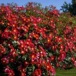 Rosier CANDIA ® MEILLANDECOR ® Meiboulka 8 Rosier CANDIA ® MEILLANDECOR ® Meiboulka -Garden Supplies Sales Shop 1363b candia meillandecor meiboulka mm t1000