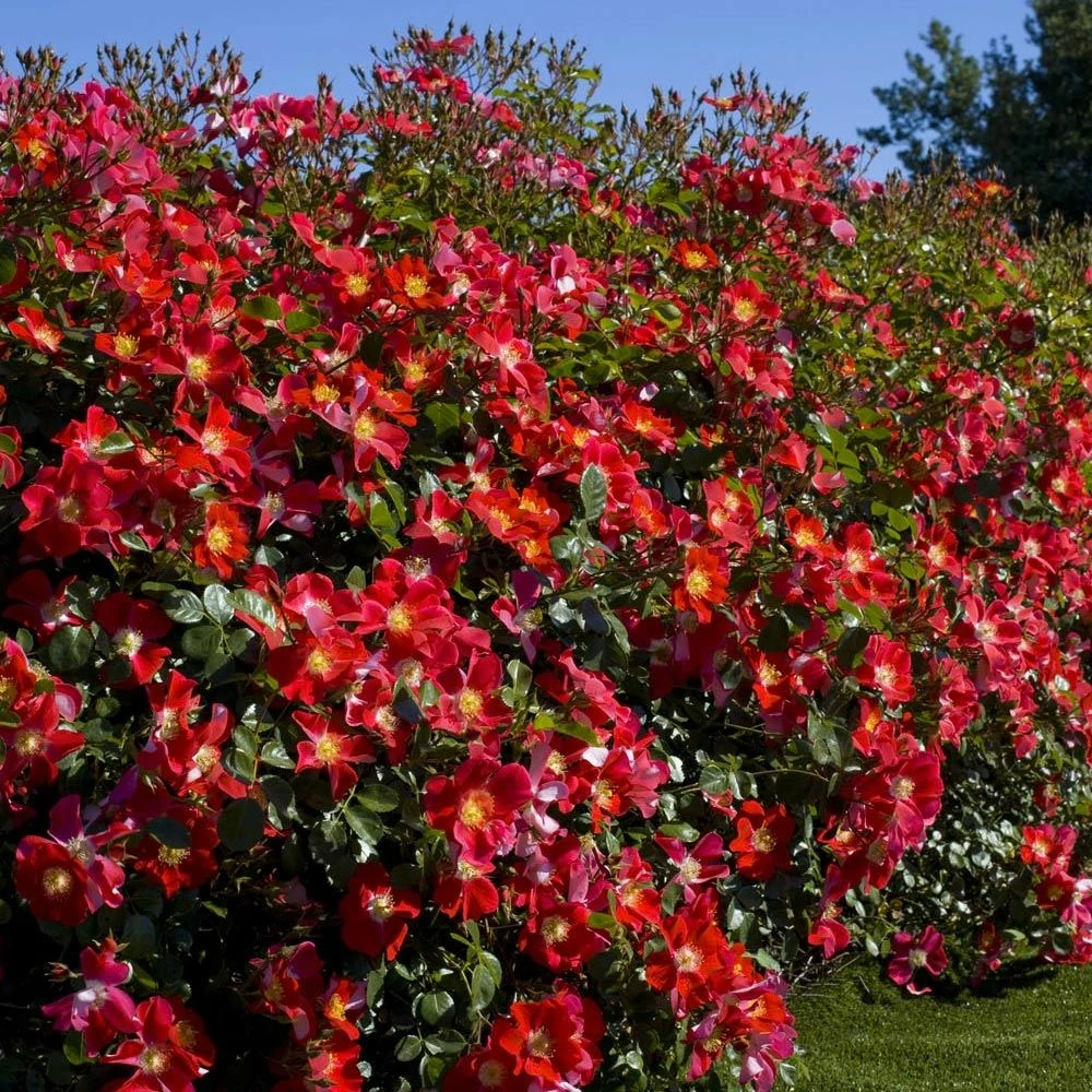 Rosier CANDIA ® MEILLANDECOR ® Meiboulka 5 Rosier CANDIA ® MEILLANDECOR ® Meiboulka - Image 3