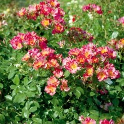 Rosier YANN ARTHUS-BERTRAND ® Meipelmel -Garden Supplies Sales Shop 1364 c rosier yann arthus bertrand meipelmel mi t1000