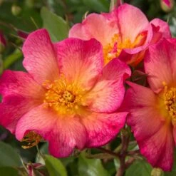 Rosier YANN ARTHUS-BERTRAND ® Meipelmel -Garden Supplies Sales Shop 1364 d rosier yann arthus bertrand meipelmel mi t1000