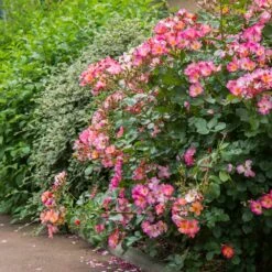 Rosier YANN ARTHUS-BERTRAND ® Meipelmel -Garden Supplies Sales Shop 1364 e rosier yann arthus bertrand meipelmel mi t1000