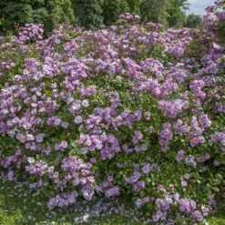 Rosier LOUIS BLERIOT ® Meibivers 8 Rosier LOUIS BLERIOT ® Meibivers -Garden Supplies Sales Shop 1369 1369lr 2975 2460 louis bleriot meibivers 13 00688 hd t1000