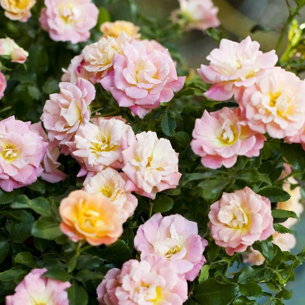 Rosier Demi-tige Semi-retombant Peach DRIFT ® Meiggili 4 Rosier Demi-tige Semi-retombant Peach DRIFT ® Meiggili - Image 2