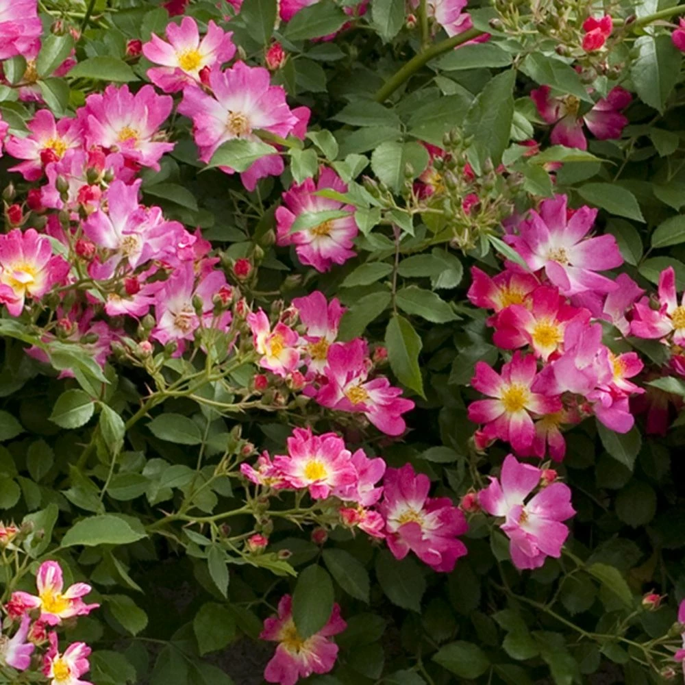 Rosier Demi-tige Semi-retombant Pink DRIFT ® Meijocos 4 Rosier Demi-tige Semi-retombant Pink DRIFT ® Meijocos - Image 2