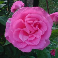 Rosier Grimpant Zéphirine Drouhin (1868) -Garden Supplies Sales Shop 1414 1987a rosier grimpant z phirine drouhin lo t1000