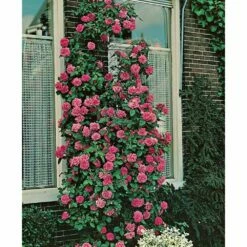 Rosier Grimpant Zéphirine Drouhin (1868) -Garden Supplies Sales Shop 1414 1987b rosier grimpant z phirine drouhin t1000