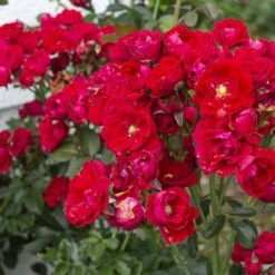 Rosier MOULIN ROUGE ® Meitraligh -Garden Supplies Sales Shop 1627 meitraligh brick house 21 1000