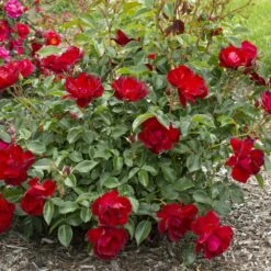 Rosier MOULIN ROUGE ® Meitraligh -Garden Supplies Sales Shop 1627 meitraligh brick house 22 1000