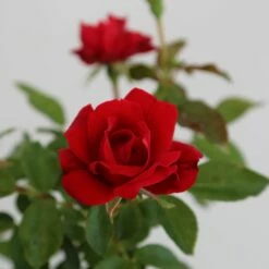 Rosier MOULIN ROUGE ® Meitraligh -Garden Supplies Sales Shop 1627 meitraligh moulin rouge 9 1000