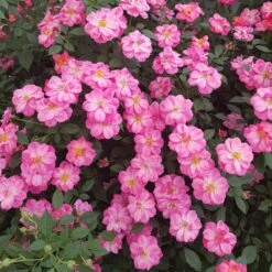 Rosier Jolie PROVENCE ® Meilegase -Garden Supplies Sales Shop 1628 sc jolie provence r 1 3 1000