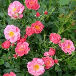 Rosier Jolie PROVENCE ® Meilegase -Garden Supplies Sales Shop 1628 sc jolie provence r 2 1 1000