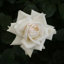 Rosier ANGGUN ® Meibokir 8 Rosier ANGGUN ® Meibokir -Garden Supplies Sales Shop 1635 3910 meibokir anggun 14 t1000