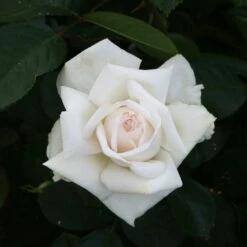 Rosier ANGGUN ® Meibokir 9 Rosier ANGGUN ® Meibokir -Garden Supplies Sales Shop 1635 3910 meibokir anggun 15 t1000