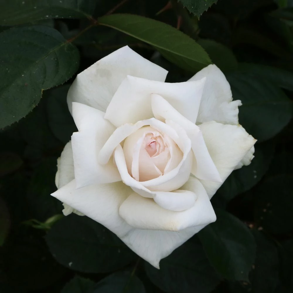 Rosier ANGGUN ® Meibokir 6 Rosier ANGGUN ® Meibokir - Image 4